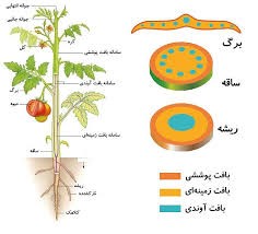 بافت شناسی در گیاهان زیست شناسی دهم