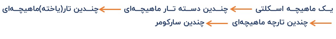 ساختار ماهیچه اسکلتی