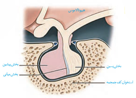 خلاصه ای از هورمون ها و دستگاه درون ریز زیست یازدهم