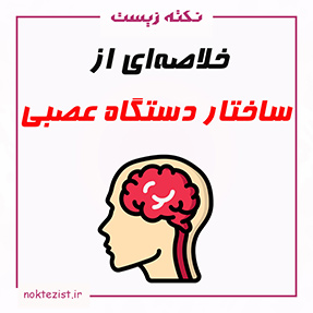 تدریس و خلاصه ای از ساختار دستگاه عصبی زیست شناسی یازدهم فصل یک