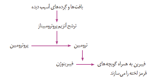 مراحل انعقاد خون