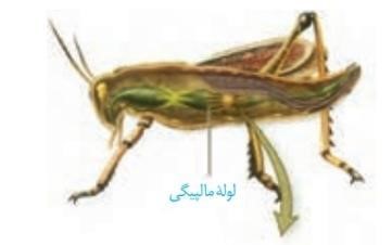 نکات کنکوری و مهم تنوع دفع و تنظیم اسمزی در جانداران زیست دهم