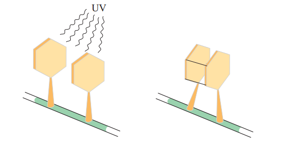 تشکیل دوپار تیمین زیست دوازدهم
