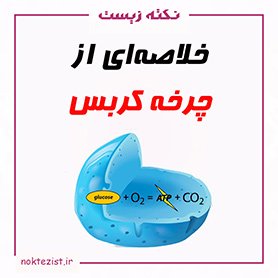 چرخه کربس و زنجیره انتقال الکترون زیست دوازدهم